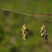 IMG_4528