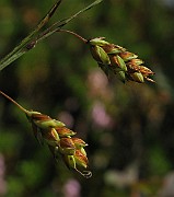 IMG_4529