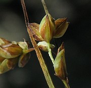 IMG_4533