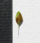 IMG_4539b