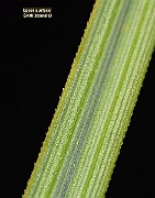 IMG_1408