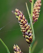 IMG_0715b