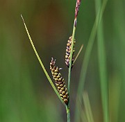 IMG_0717