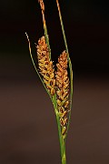 IMG_1376