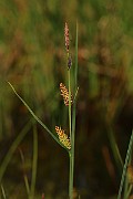IMG_1431