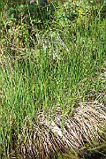 IMG_1436