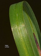 IMG_1443