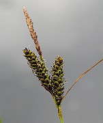 IMG_6654