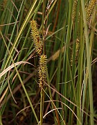 IMG_1154