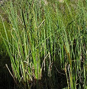IMG_7621b