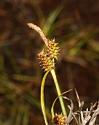 IMG_9961