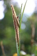 IMG_7154