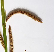 IMG_7184