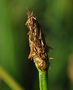 IMG_4155