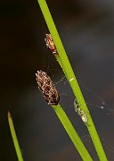 IMG_0563