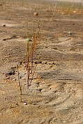 IMG_6239