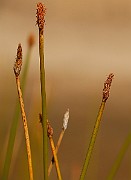 IMG_6244