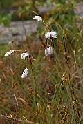 IMG_0501