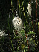 IMG_2316