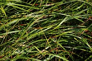 IMG_6394