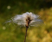 IMG_5918