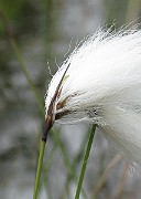 IMG_6636