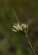 IMG_4020