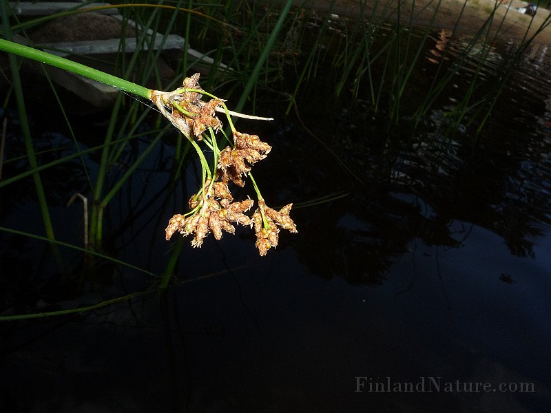 P1040231.JPG