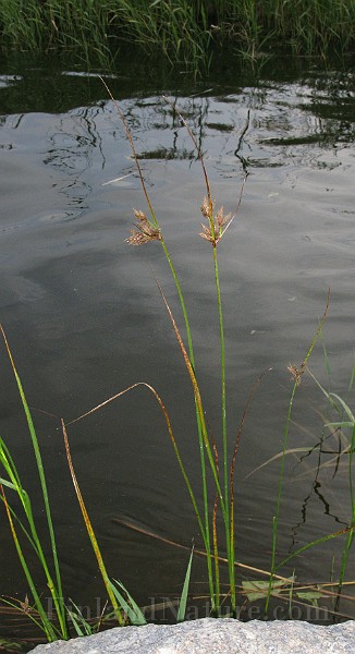 IMG_4977.jpg