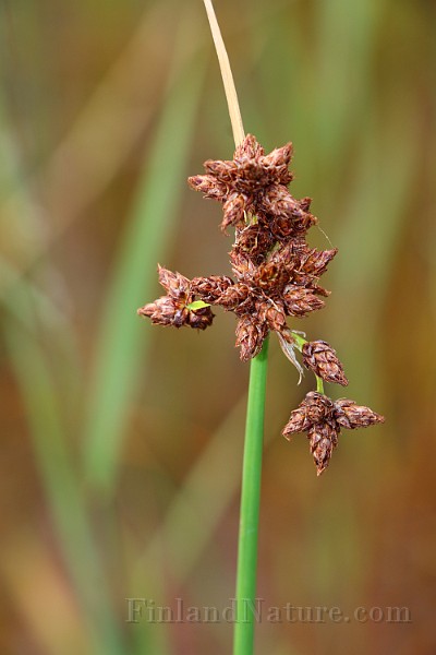 IMG_0713.JPG