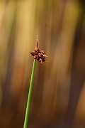 IMG_0665