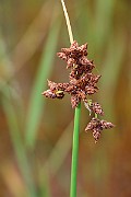 IMG_0713
