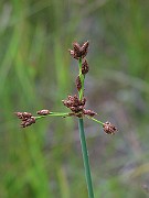 IMG_2584