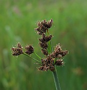 IMG_2587