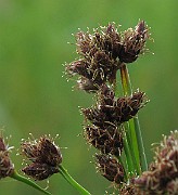 IMG_2587b
