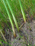IMG_2588