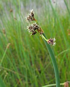 IMG_2590