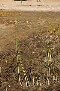IMG_6233