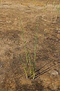 IMG_6234