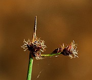 IMG_6236