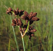 IMG_9649