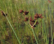IMG_9650