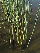 IMG_9652