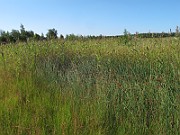 IMG_9667