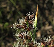 IMG_9720b