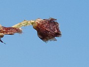 IMG_9796