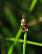 Eleocharis mamillata