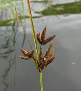 Schoenoplectus maritimus