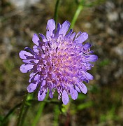 IMG_4286