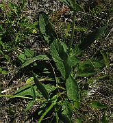IMG_4291